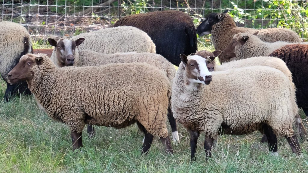 shetland sheep